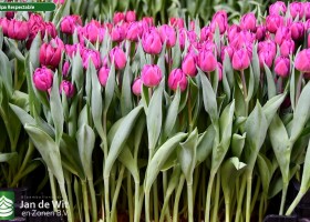 Tulipa Respectable ® (1)